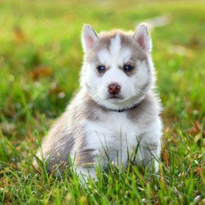 Comprar Husky Siberiano en Lugo